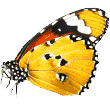 https://alofpc.com/wp-content/uploads/2019/08/butterfly.png