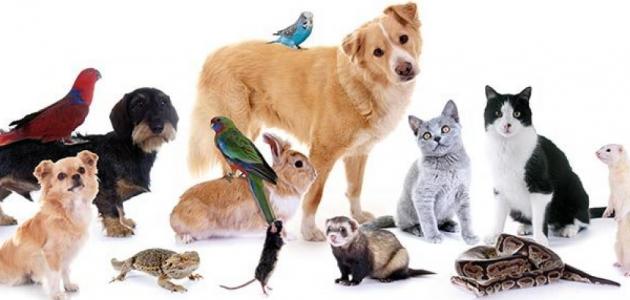 5 نصائح لاختيار الحيوان الأليف المناسب